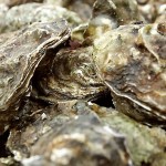 Japanse Oester