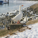 Gans haven Sint Annaland